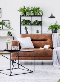 Kamerplanten trends anno 2025